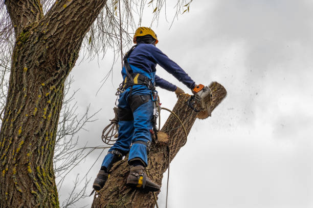 The Steps Involved in Our Tree Care Process in Cottonwood, AL